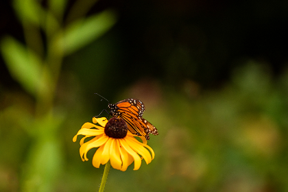 55开奖杯背后的荣耀与奋斗故事