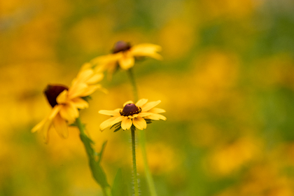 539开奖前后出号规律深度解析与预测