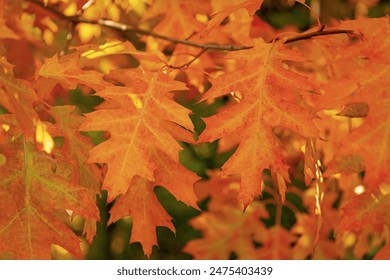 深入解析 bwincom 平台的运营模式与安全合规要点